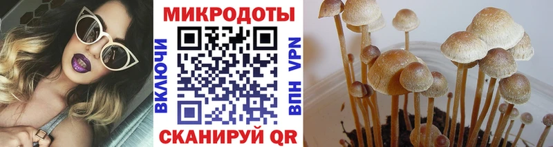 Галлюциногенные грибы Psilocybe  Чадан 